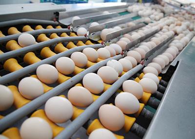 合肥尊龙凯时登录首页E625在鸡蛋行业的应用